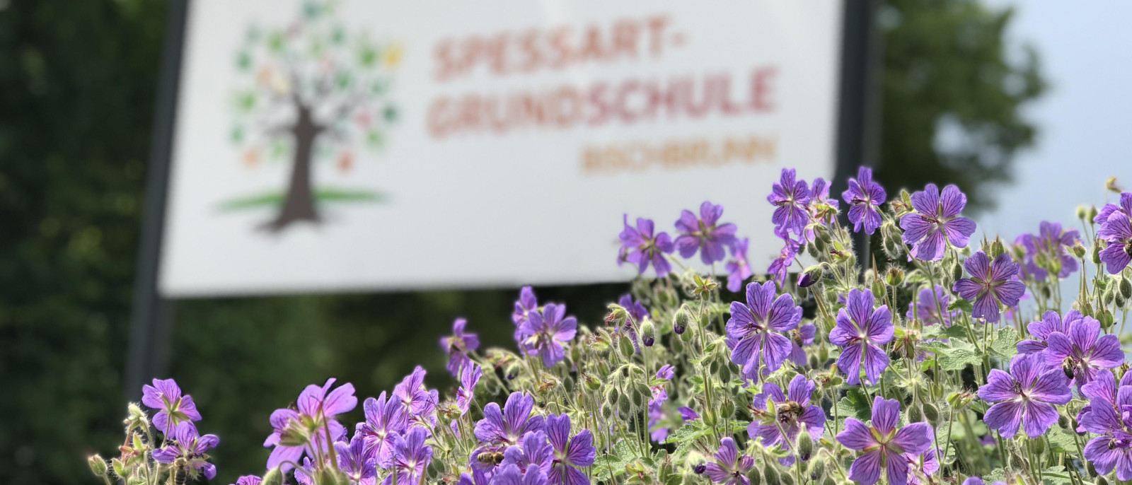 Lila Blumen mit Schild der Spessart-Grundschule und Baumlogo im Hintergrund.
