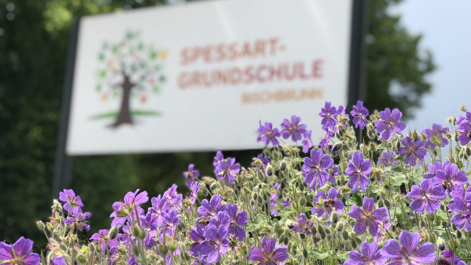 Lila Blumen mit Schild der Spessart-Grundschule und Baumlogo im Hintergrund.