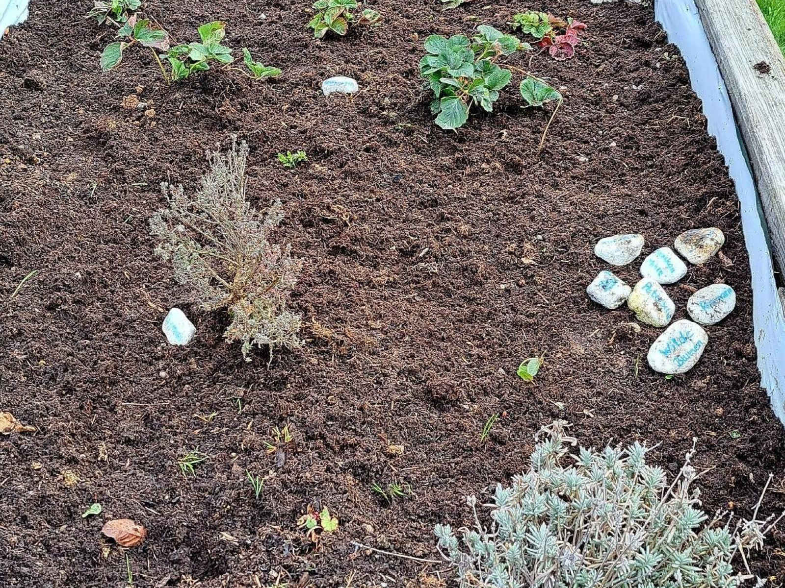Ein Hochbeet mit dunkelbrauner Erde und frisch gepflanzten Kräutern, umgeben von Steinen.