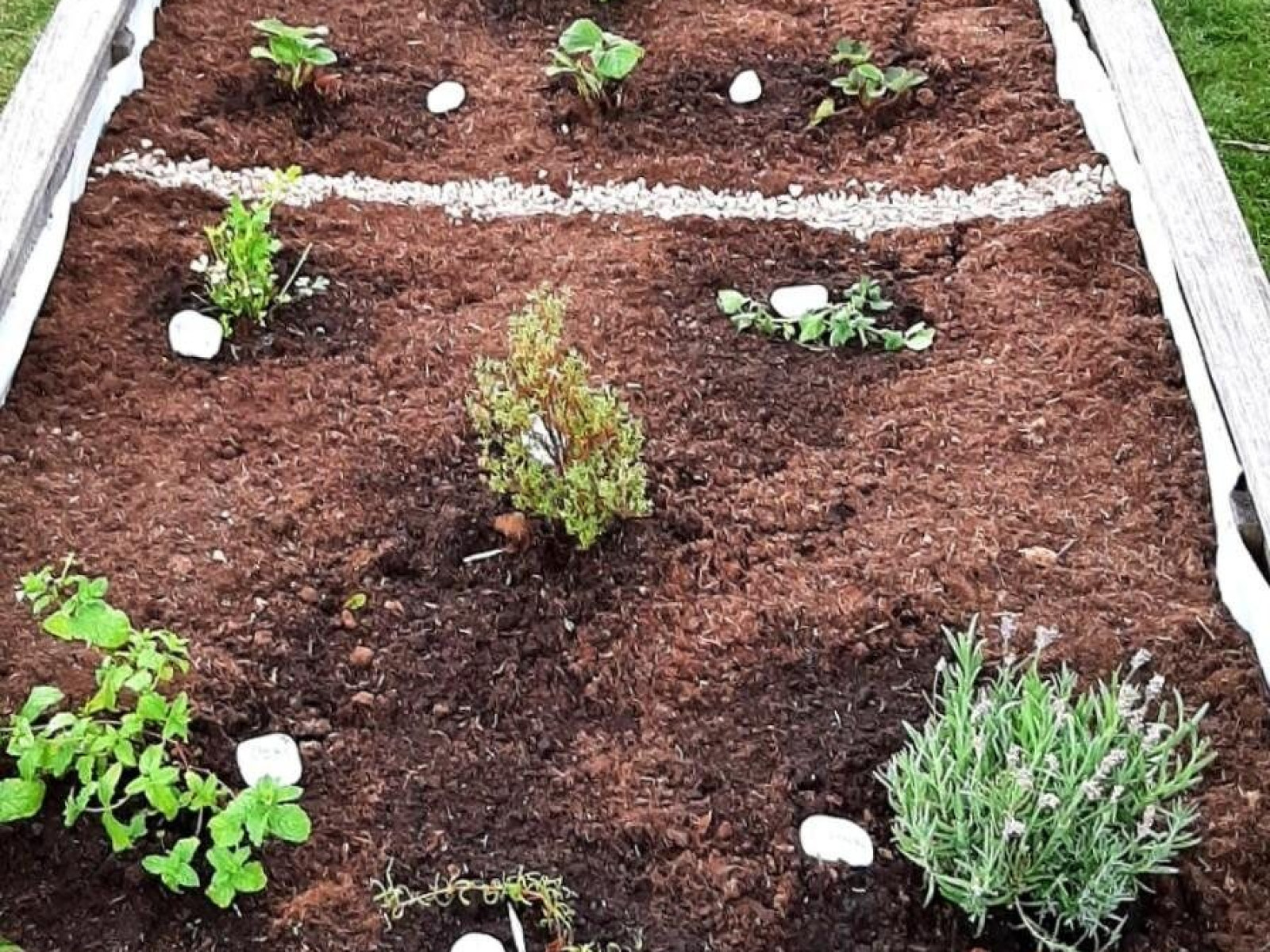 Rechteckiges Gartenbeet mit verschiedenen Kräutern und dekorativen Steinmustern im Erdreich.