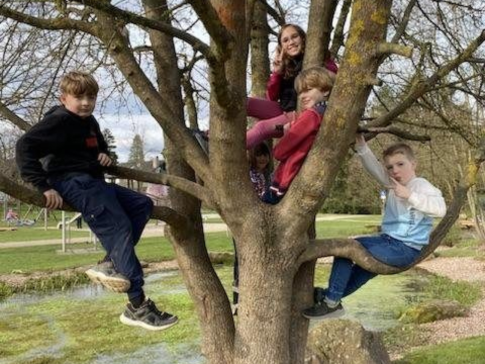 Gruppe von fünf Kindern sitzt auf den Ästen eines Baumes in einem grünen Park.