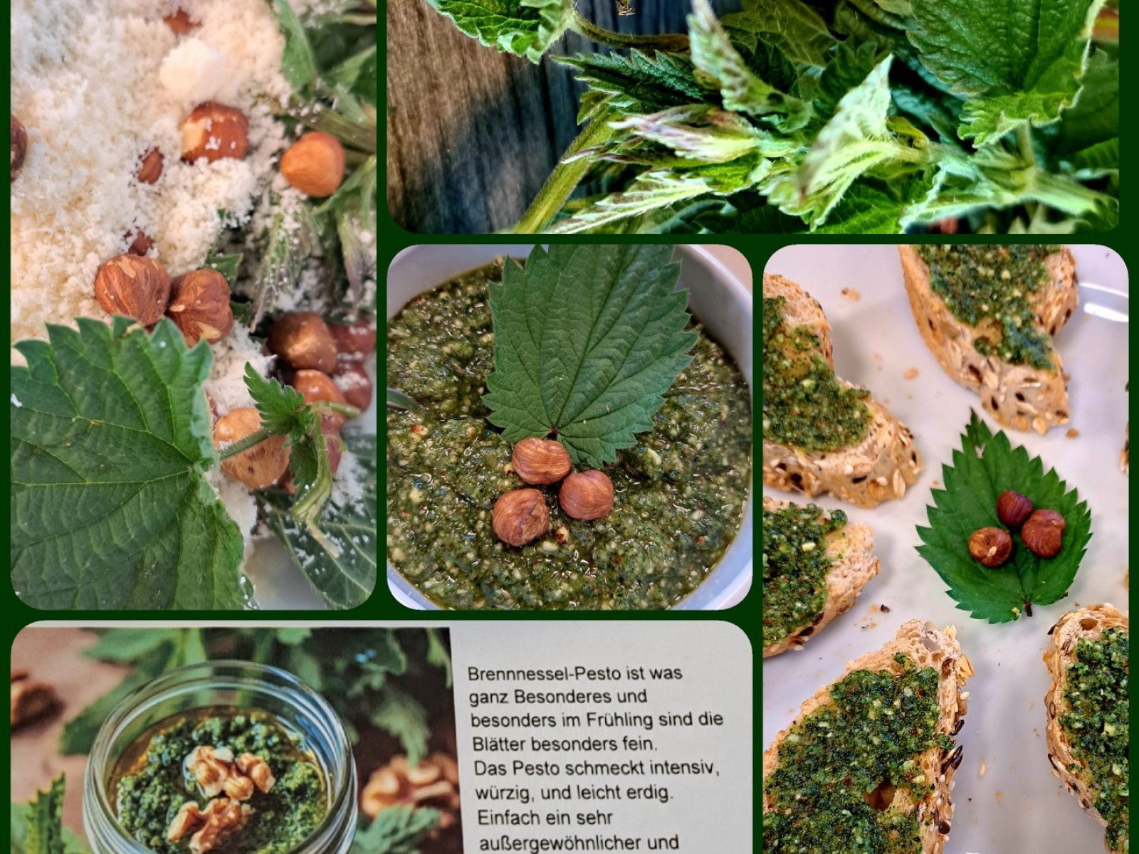Collage zeigt Brennnessel-Pesto: Nüsse, Parmesan, Pesto im Glas, Brot und Brennnesselblätter.