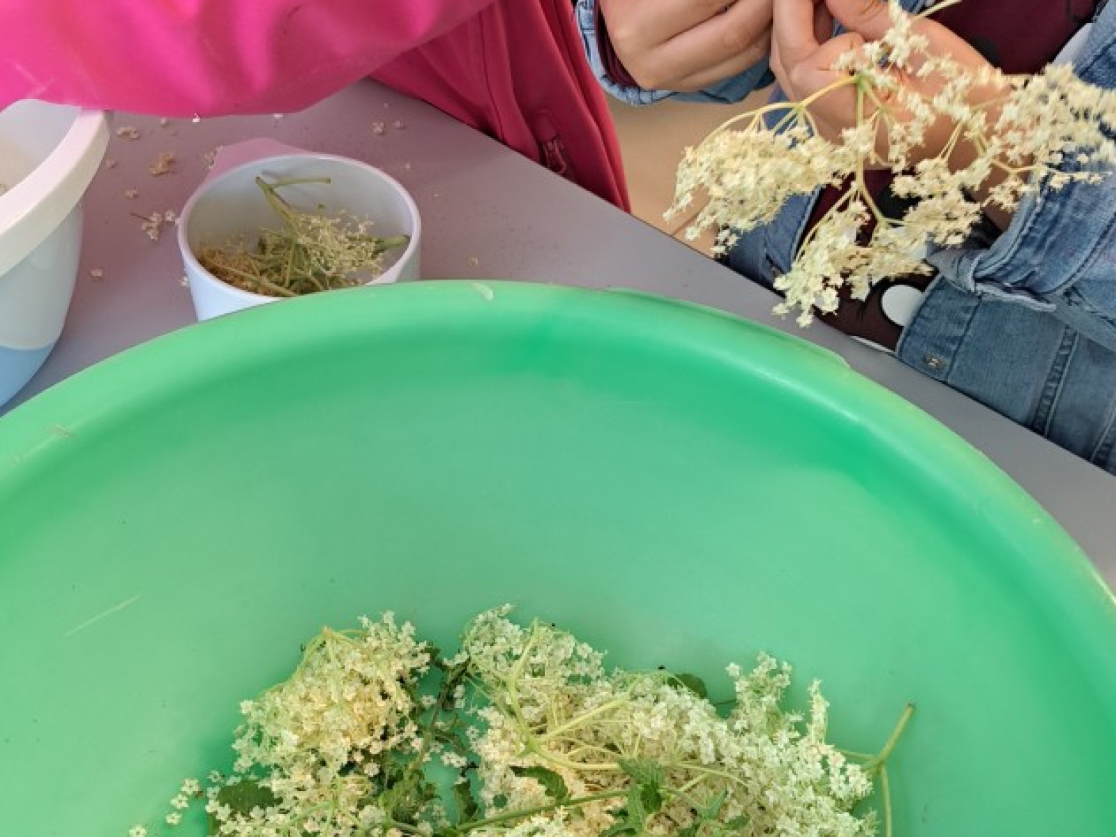 Kinder in pinker und blauer Jacke mit Holunderblüten in grüner Schüssel auf Tisch.